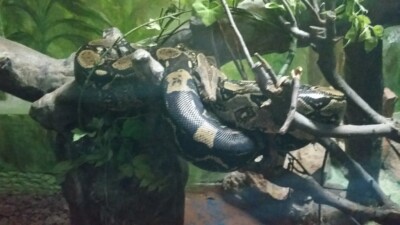 ?